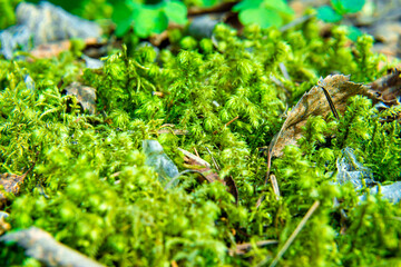 Forest moss in the forest creates a favorable environment for the development of the forest community of organisms, selective focus