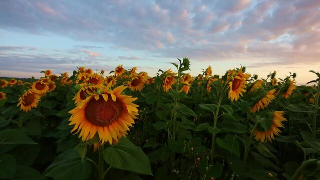 Close-up of sunflowers with sunrise and clouds background. Sunflowers from the back at sunset in a field against the sky in the clouds. High quality photo