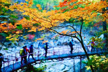 autumn  yellow tree leaves, background bridge