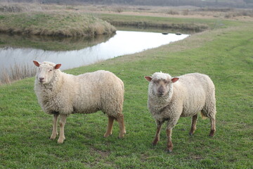 Obraz premium Regards de deux moutons