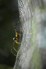 Insects and Spiders are different Kinds but they are an interesting type of Small Animals and very often we find around us.