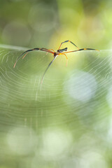 Insects and Spiders are different Kinds but they are an interesting type of Small Animals and very often we find around us.