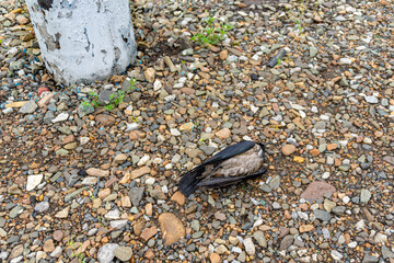 electric pole wet from rain killed a crow that cleaned its beak on its surface, selective focus