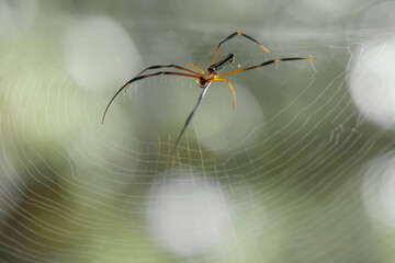 Insects and Spiders are different Kinds but they are an interesting type of Small Animals and very often we find around us.