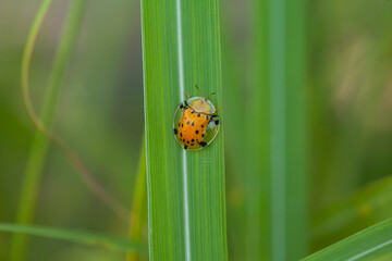 Insects and Spiders are different Kinds but they are an interesting type of Small Animals and very often we find around us.
