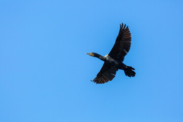 Phalacrocorax carbo. Great Cormorant in flight with the sky in the background.
