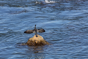 Great Cormorant with outstretched wings. Phalacrocorax carbo.