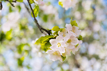 Blooming apple tree branches white flowers and green leaves on the blue sky background. Beautiful blossom garden, spring, summer sunny day, nature, floral border frame, copy space