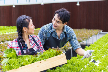Asian local farmers checking the water PH value while growing their own green oak salad lettuce in...