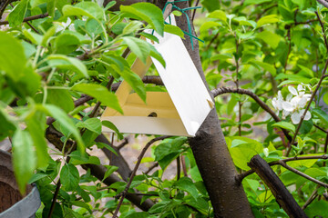 pheromone trap for apple codling moth hanging on a tree to attract butterflies laying eggs on apple trees, selective focus - obrazy, fototapety, plakaty
