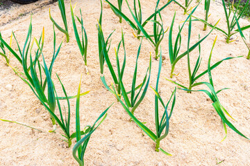 Mulching garlic with sawdust to keep the soil moist, as well as protect against overheating and weed sprouting, selective focus