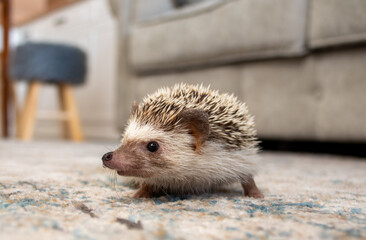 Hedgehog (Scientific name: Erinaceus Europaeus) close up of a wild, native, European hedgehog. 