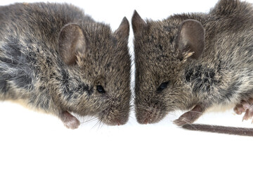 gray mice on a white background