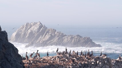Flock of brown pelicans on cliff, rocky island in ocean, Point Lobos landscape, Monterey wildlife,...