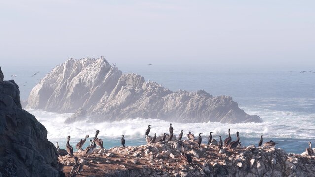 Flock of brown pelicans on cliff, rocky island in ocean, Point Lobos landscape, Monterey wildlife, California coast, USA. Big waves crashing, birds flying. Many pelecanus nesting, wild animals colony.