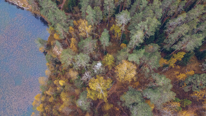 Fototapeta premium Lake and forest in Karelia among larch trees, Russia. Beautiful autumn season landscape with river and forest stock photography