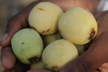 african marula fruits in african people hand