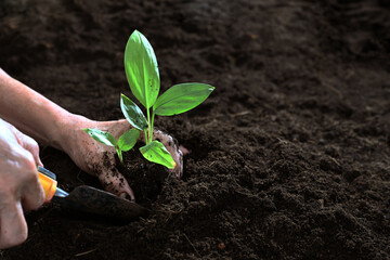 hands holding galingale sprout  for planting