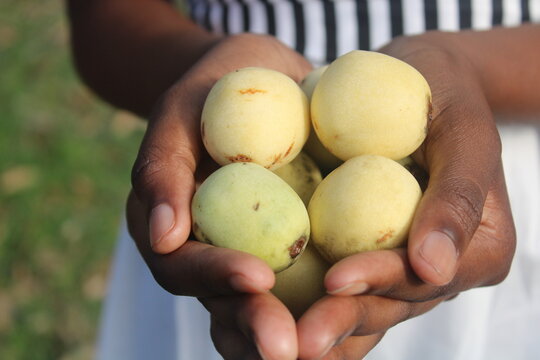 african marula fruits in african people hand