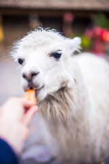 Fototapeta premium Llama at Hacienda San Agustin de Callo, luxury boutique hotel near Cotopaxi National Park, Ecuador, South America