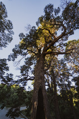 Fototapeta premium trees in the woods