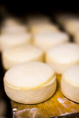 Cheese maturing in the cheese factory on the farm at Hacienda Zuleta, Imbabura, Ecuador, South America