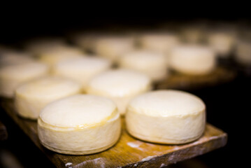Cheese maturing in the cheese factory on the farm at Hacienda Zuleta, Imbabura, Ecuador, South...
