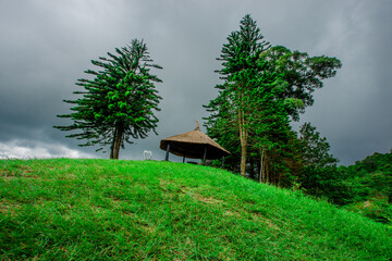 The close-up natural background of green rice fields, behind a large mountain and mist flowing...