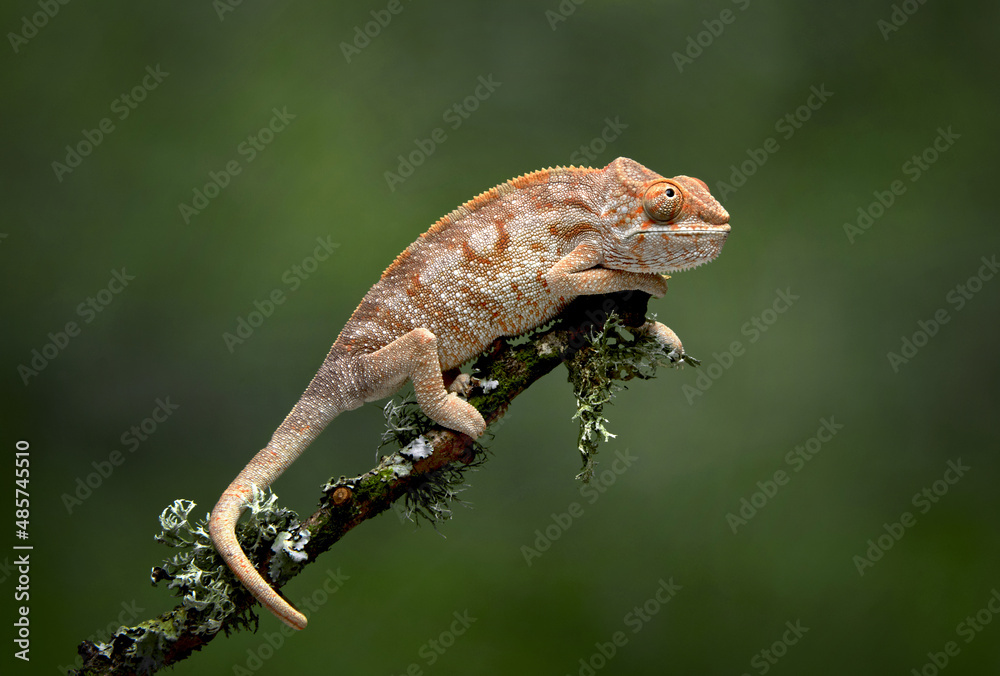 Poster a profile portrait of a chameleon, chamaeleonidae, as it balances on a branch using its tail as an a