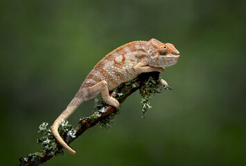 A profile portrait of a chameleon, Chamaeleonidae, as it balances on a branch using its tail as an anchor, There is a green background