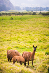 Fototapeta premium Llamas at Hacienda Zuleta, Imbabura, Ecuador, South America