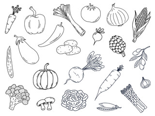 Illustration of vegetables on a white background. Hand drawn isolated vegetable elements.  - obrazy, fototapety, plakaty