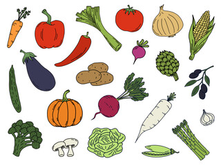 Color illustration of vegetables on a white background. Hand drawn isolated vegetable elements.