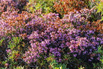 Heather blooming close-up. This shrub is a good honey plant and decorative
