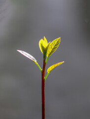 Avocado seedling closeup with selective focus
