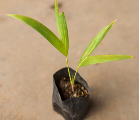 Areca nut seedling with selective focus