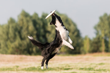 Dog jumping and catching disc outdoors. Border Collie dog breed. Dog sport.