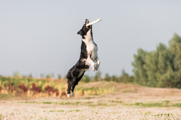 Naklejka premium Dog jumping and catching disc outdoors. Border Collie dog breed. Dog sport.