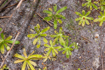 Green Rosettes of the carnivorous plant Drosera zeyheri seen in natural habitat south of Cape Town, Western Cape of South Africa