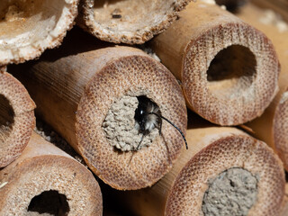 Mason bees at an insect hotel in spring