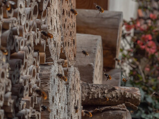 Mason bees at an insect hotel in spring