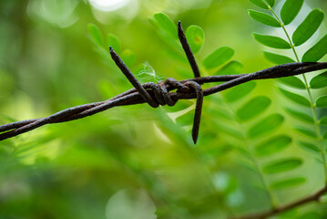 closeup barbed wire on a branch