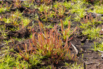 South African Wilflower: Drosera capensis in natural habiat south of Cape Town, Western Cape of South Africa