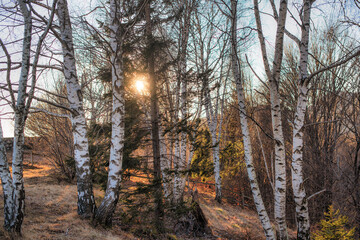Fototapeta na wymiar Setting sun filters through a birch forest