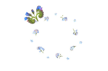 Blue forget me not flowers creative composition isolated on white background clipping path included. Springtime and mother's day concept. Design element, feat lay, top view