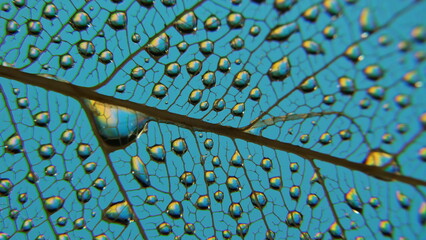 gouttes de pluie sur feuille de Pipal décomposée. (Figuiers des Pagodes ou Ficus Religiosa)
