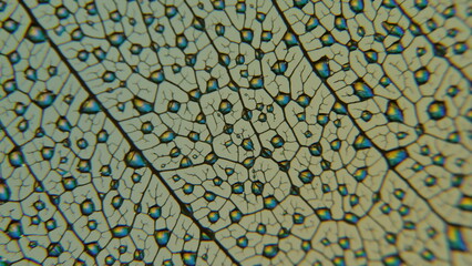 gouttes de pluie sur feuille de Pipal décomposée. (Figuiers des Pagodes ou Ficus Religiosa)