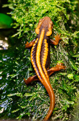 Mandarin Newt / Tylototriton shanjing.
This salamander is a highly toxic newt, native to China. The coloring allows these newts to swim in open water during the day, because their pattern is very sim - 485750353