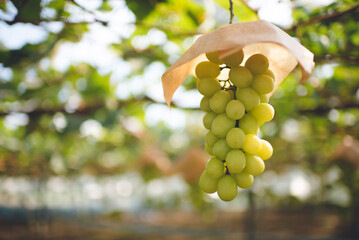 シャインマスカット, ぶどう狩り, 甲府, 山梨