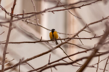 A tit on a frosty winter day on a tree branch!